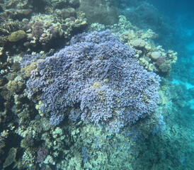 Branching coral colony on a Red Sea reef in Egypt © RED SEA