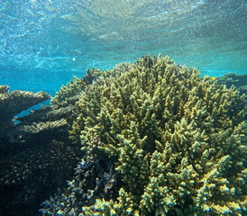 Branching corals beneath a sunlit sea surface in the Red Sea © RED SEA