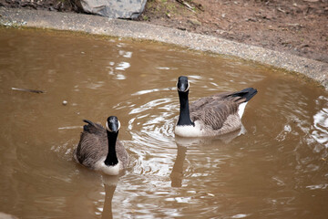 the Canadian geese are swimming in a small pond © susan flashman