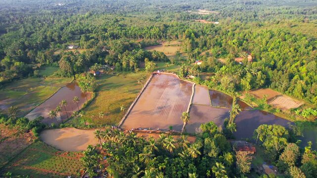 Plowing the Paddy Field with Buffalo, Tulunadu Culture
