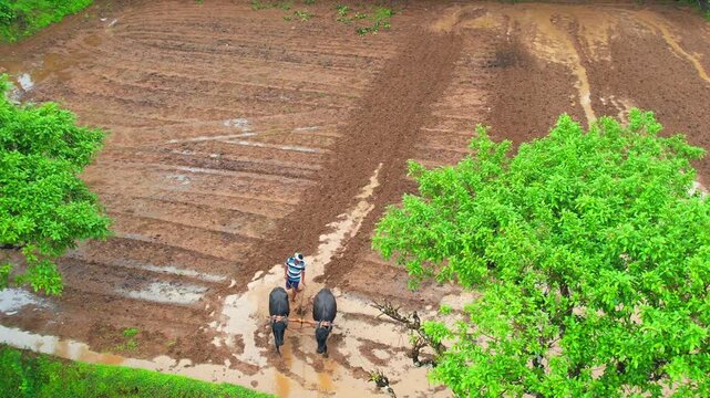 Plowing the Paddy Field with Buffalo, Tulunadu Culture