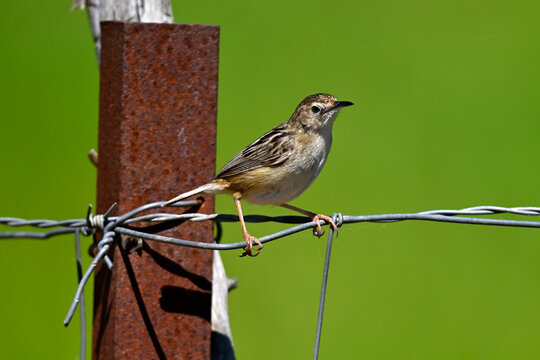 Zitting cisticola // Zistens&auml;nger, Cistens&auml;nger (Cisticola juncidis) - Do&ntilde;ana National Park, Spain