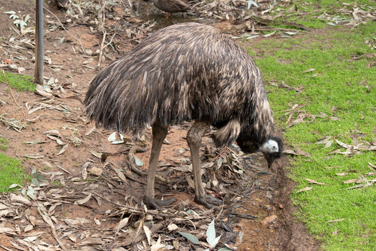 the emu is in a field