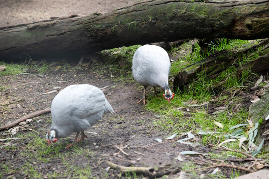 the 2 helmeted guinea fowl are looking for food