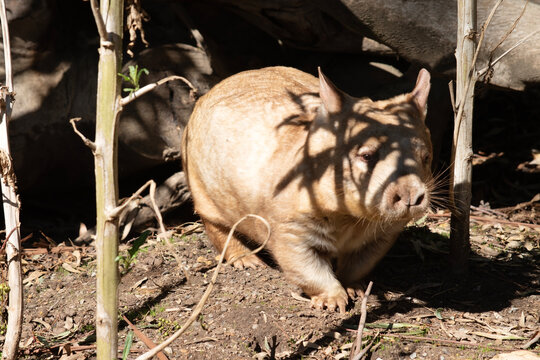 the hairy nose wombat has many whiskers