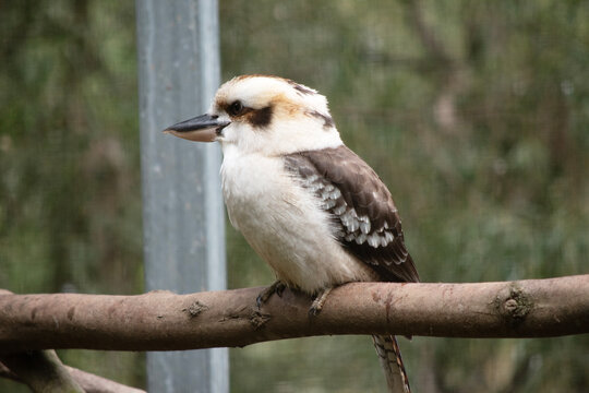 the laughing kookaburra is perched on a branch
