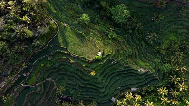 Aerial top down drone descending and slowly rotating over green rice terraces with palm trees in golden light, Bali, Indonesia.