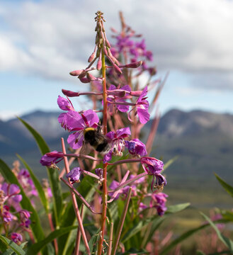 Bee on fireweed in Alaska