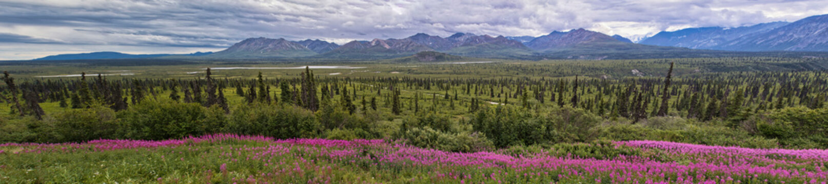 Fireweed on the Glenn Highway in Alaska