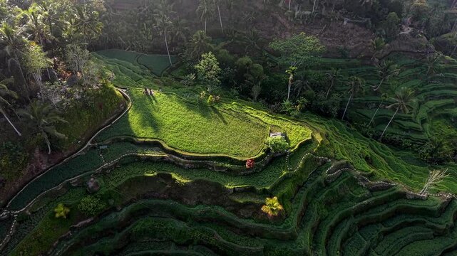 Aerial drone flyby over vibrant green rice terraces in golden morning sunlight with palm trees, Bali, Indonesia.