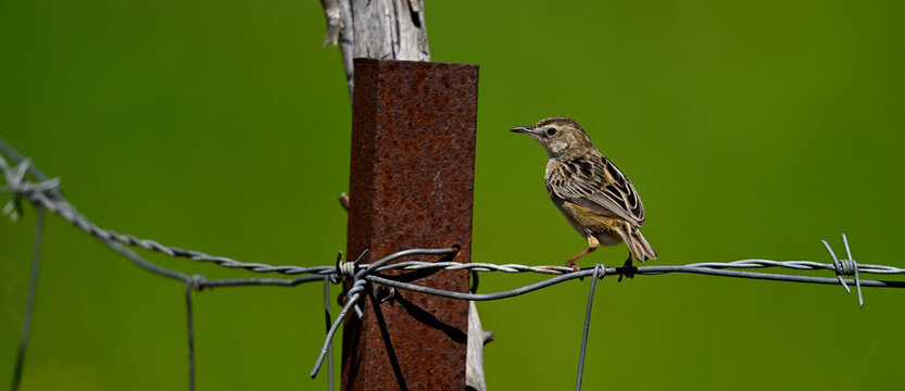 Zistens&auml;nger, Cistens&auml;nger // Zitting cisticola (Cisticola juncidis) - Nationalpark Coto de Do&ntilde;ana, Spanien