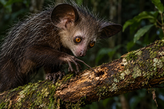 Aye-aye probing decaying wood in a Madagascar forest at night