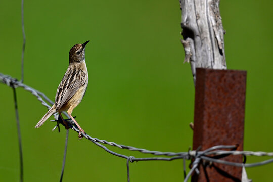 Zitting cisticola // Zistens&auml;nger, Cistens&auml;nger (Cisticola juncidis) - Do&ntilde;ana National Park, Spain