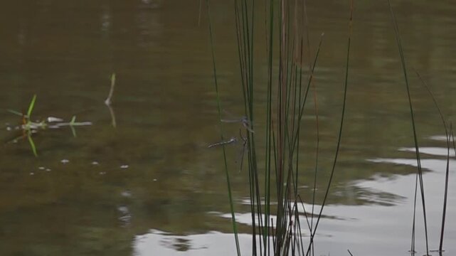 Mating damselflies repelling an approaching rival near water in super slow motion