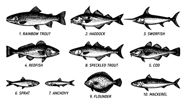 Vintage Fish Market and Marine Species Engraving Vector Set