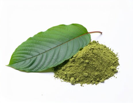 fresh green kratom leaves