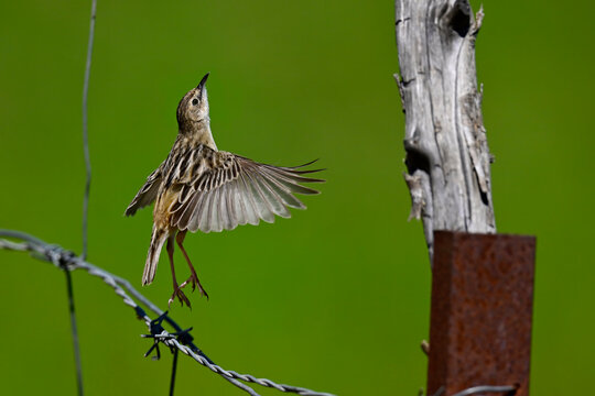 Zitting cisticola // Zistens&auml;nger, Cistens&auml;nger (Cisticola juncidis) - Do&ntilde;ana National Park, Spain