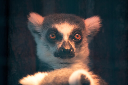 this is a close up of a ring tailed lemur