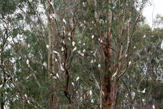 the trees are alive with little corellas