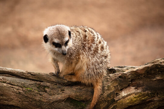 the meerkat is on a log