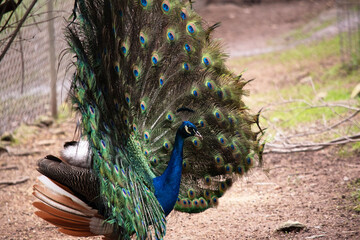 the peacock is displaying its tail feather in order to attract a peahen © susan flashman