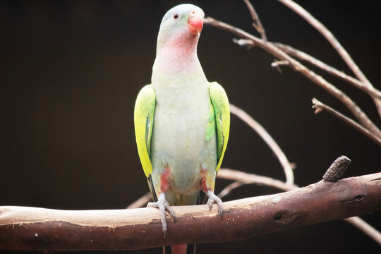 the princess Alexandras parrot is perched on a branch