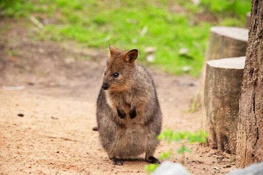 the quokka is standing in a field