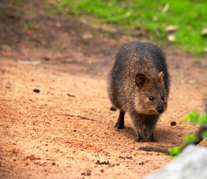 the quokka is in a field