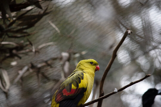 this is a side view of a regent parrot