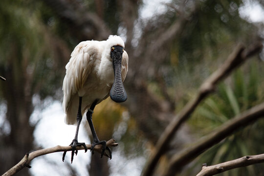 the royal spoonbill is perched high in a tree