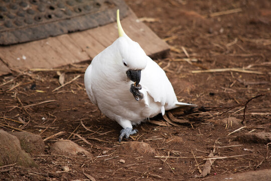 the sulphur crested cockatoo is eating a nut