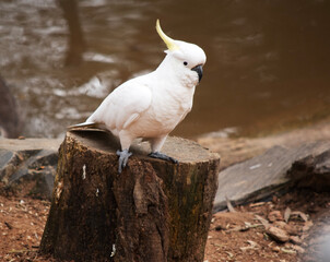 the sulphur crested cockatoo is standing on a log © susan flashman