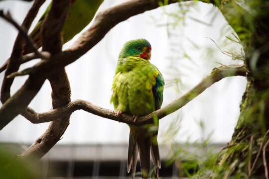 the swift parrot is perched on a branch