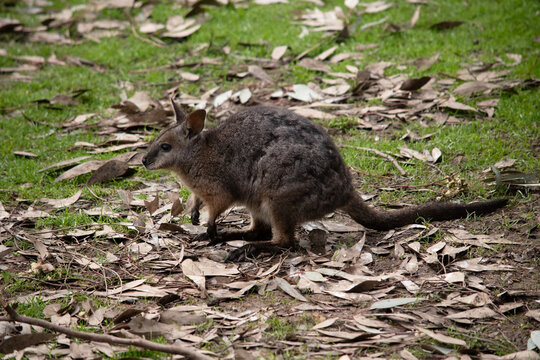 this is a side view of a tammar wallaby
