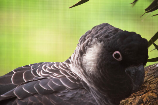 this ia a close up  of a white tailed cockatoo