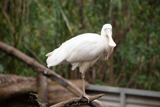 The yellow spoonbill is standing on one leg