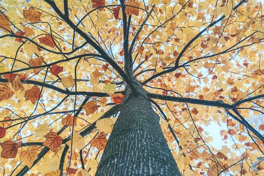 tree in autumn