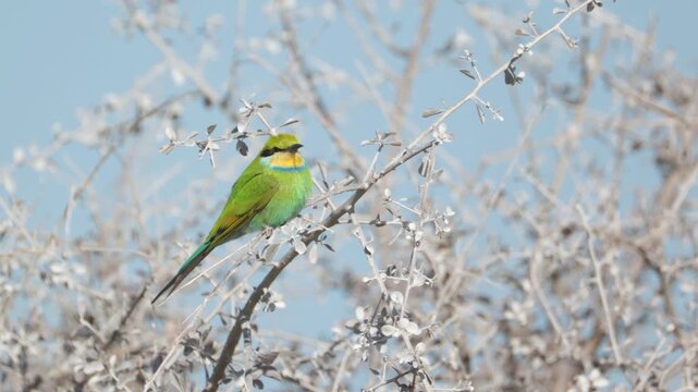 a side on shot of a swallow-tailed bee-eater perching in an acacia tree near chudop waterhole at etosha national park in namibia, africa