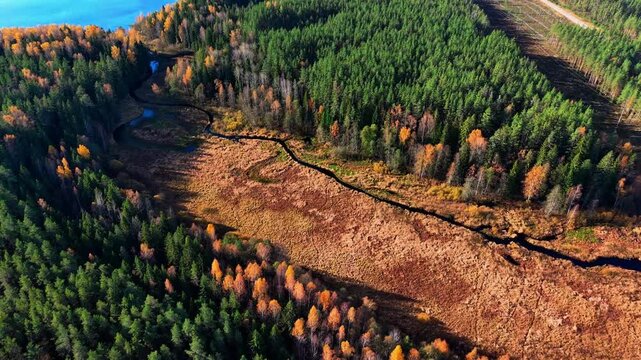 Aerial view of autumnal forest showcasing vibrant trees and meandering river landscape