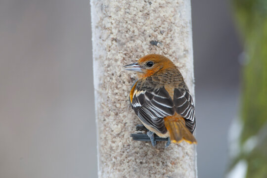 Baltimore Oriole, Icterus galbula