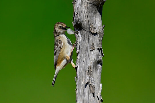 Zistens&auml;nger (Cisticola juncidis) mit Schafwolle als Nistmaterial im Schnabel // Zitting cisticola with wool in its beak as nesting material - Do&ntilde;ana National Park, Spanien