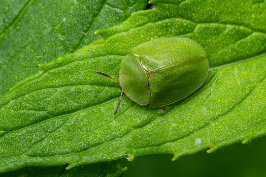 Green Tortoise Beetle - Cassida viridis, beautiful green tortoise beetle native to the forest edges and meadows of Europe, Czech Republic.