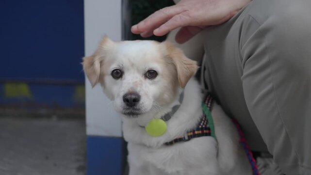 Person pets a small white dog wearing a collar beside a doorway