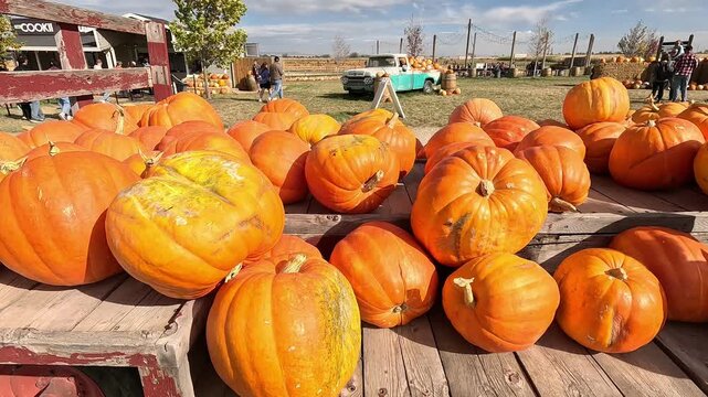 Large pile of orange pumpkins on a wooden display at a festive pumpkin patch in Boise, Idaho