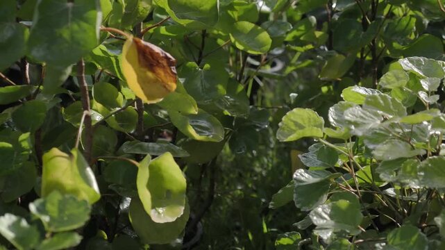 Mongkokan is a tropical shrub with cup or bowl shaped leaves it is grown in pots as an ornamental plant and also possesses medicinal properties.