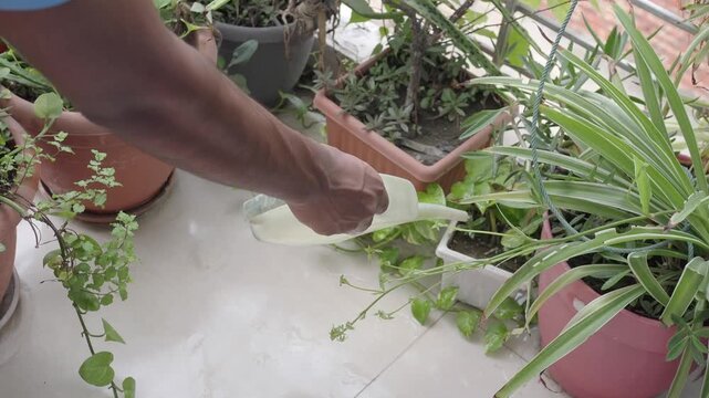 Person watering potted plants on a balcony during the daytime