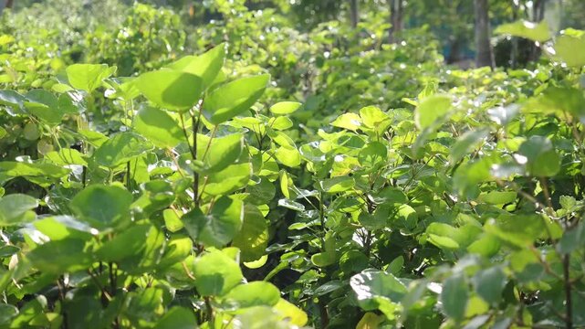 Mongkokan is a tropical shrub with cup or bowl shaped leaves it is grown in pots as an ornamental plant and also possesses medicinal properties.