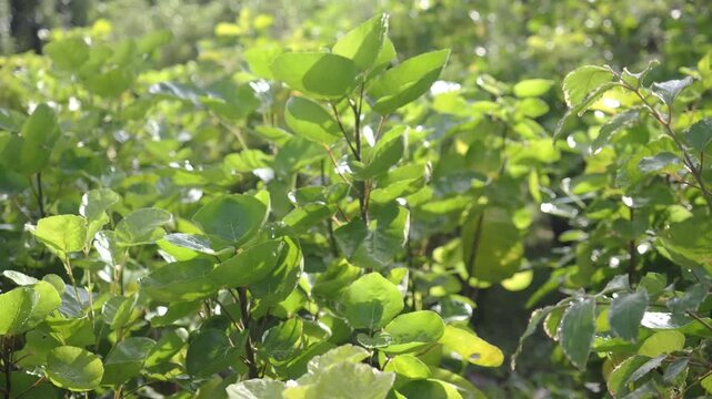 Mongkokan is a tropical shrub with cup or bowl shaped leaves it is grown in pots as an ornamental plant and also possesses medicinal properties.