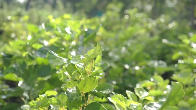 Shield aralia an ornamental shrub grown in a pot