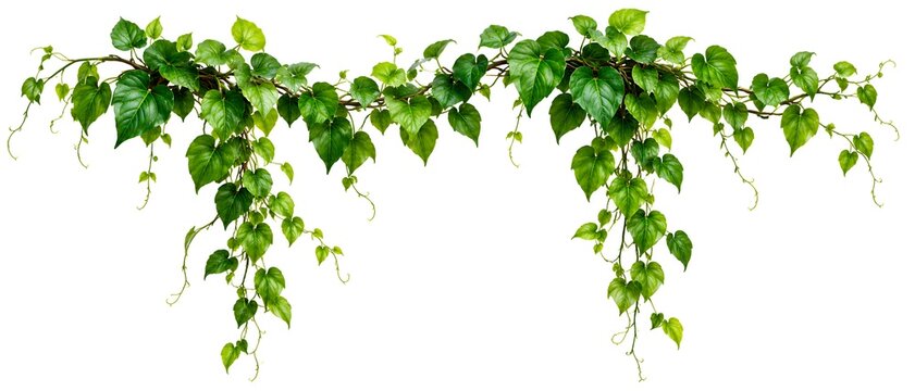 Hanging green vine border isolated on white background with climbing ivy foliage for floral decor.